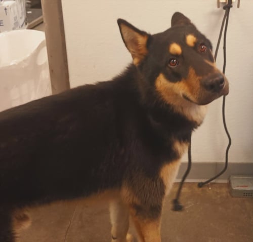 HOMER - German Shepherd Dog available for adoption