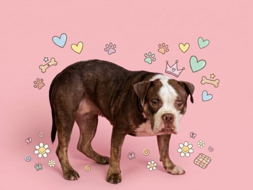 CALLIOPE - Pit Bull Terrier available for adoption