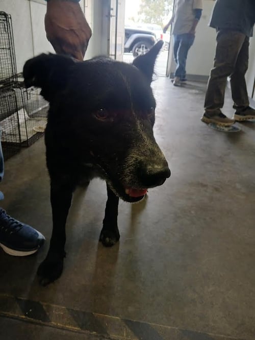 WALDO - Labrador Retriever available for adoption