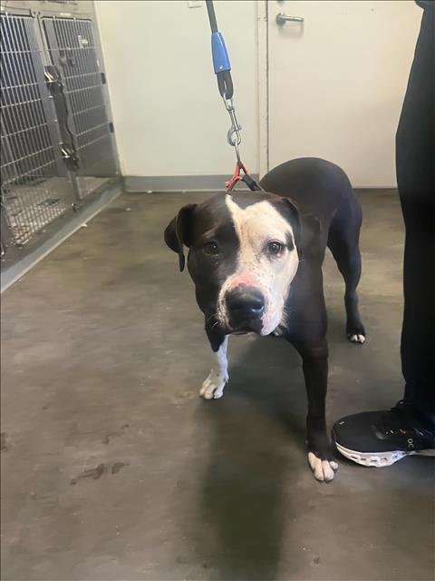 MUNECA - Staffordshire Bull Terrier available for adoption