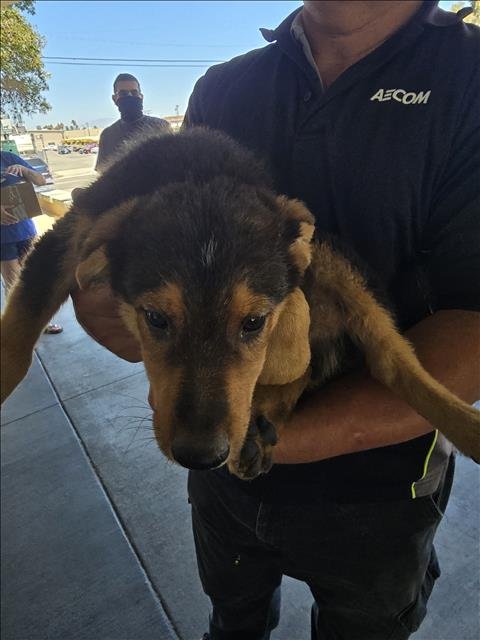 MATT - German Shepherd Dog available for adoption