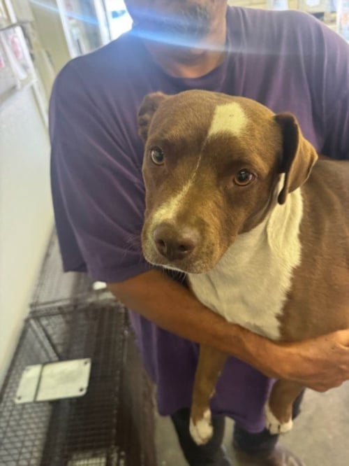 SASHA - Pit Bull Terrier available for adoption