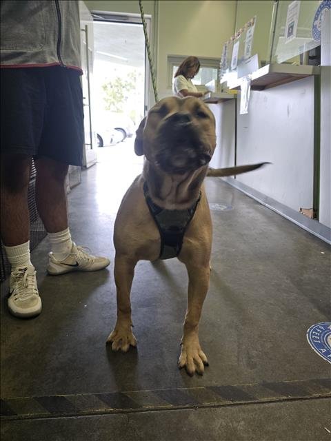 ACE Image