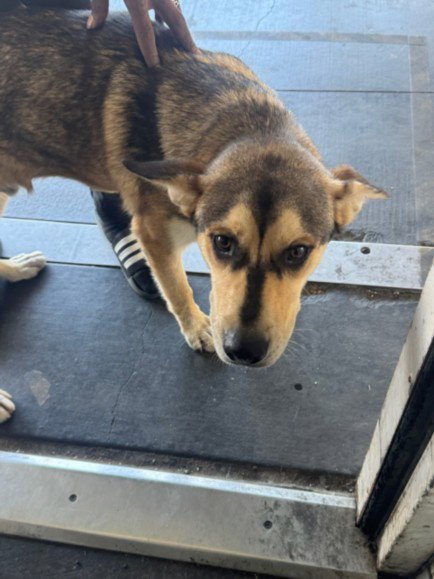 DINO - German Shepherd Dog / Husky available for adoption