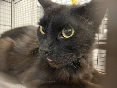 DARVYL - Domestic Long Hair available for adoption