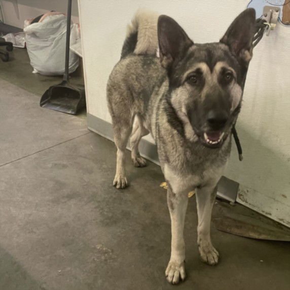 JONAD - German Shepherd Dog available for adoption