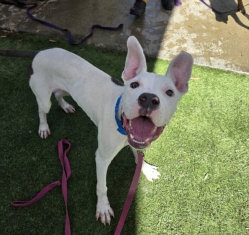 BOO BOO - Staffordshire Bull Terrier available for adoption