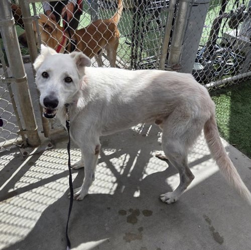 BENJI - Siberian Husky / German Shepherd Dog available for adoption