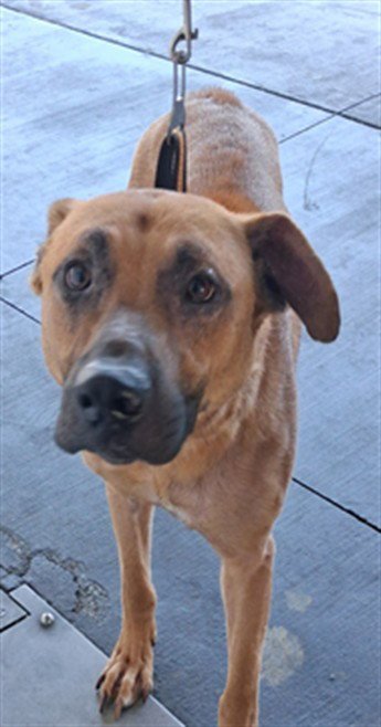 MAJOR - Belgian Shepherd Malinois available for adoption