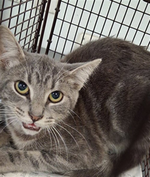 SPUNK - Domestic Short Hair available for adoption
