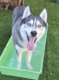 MILO - Photo 1