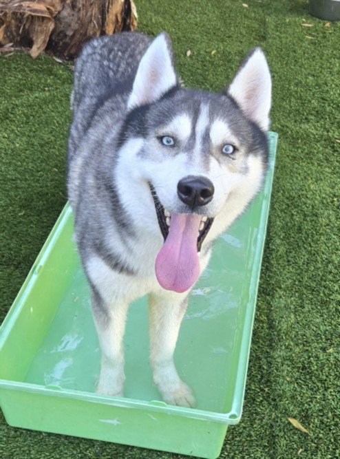 MILO - Husky available for adoption