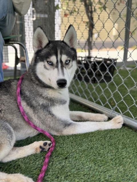 MILO - Husky available for adoption