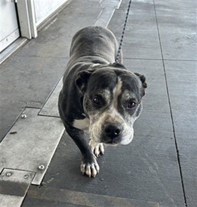 JOY - Pit Bull Terrier available for adoption