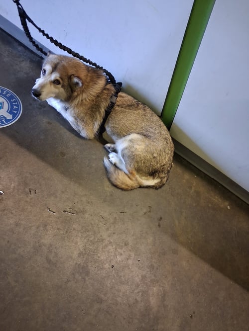 NALA - Siberian Husky available for adoption