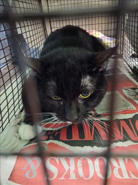 ZEN - Domestic Short Hair available for adoption