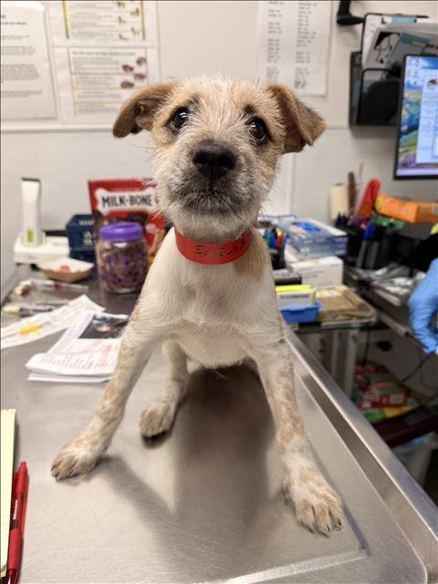 HORONA - Chow Chow / Dalmatian available for adoption