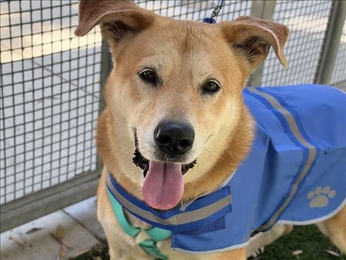 GLORIA - Labrador Retriever available for adoption