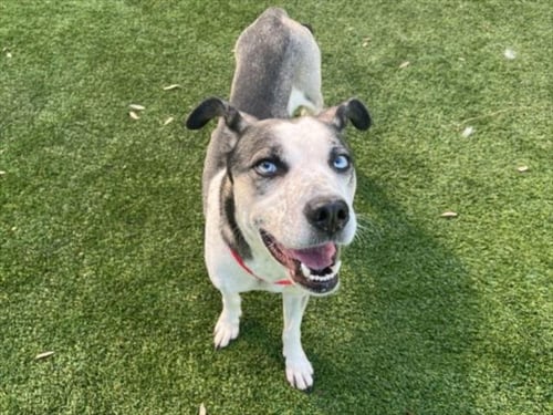 ABBY - Husky / Pit Bull Terrier available for adoption
