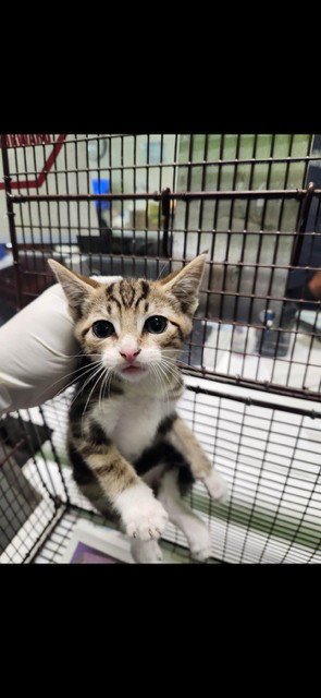 KING - Domestic Short Hair available for adoption