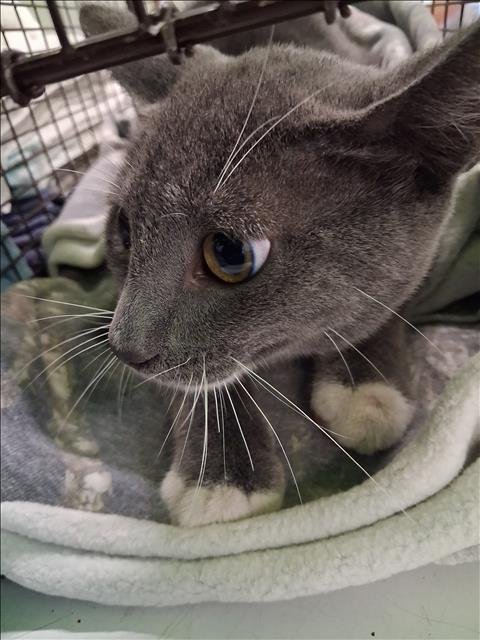 LOVE - Domestic Short Hair available for adoption