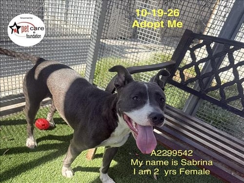 SABRINA - Pit Bull Terrier available for adoption