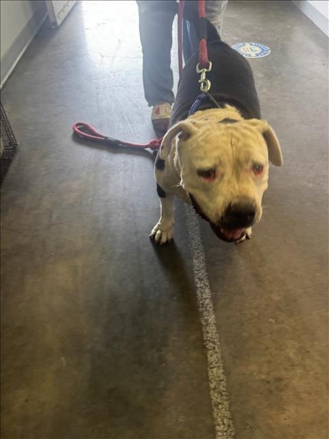 REMIE - Pit Bull Terrier available for adoption
