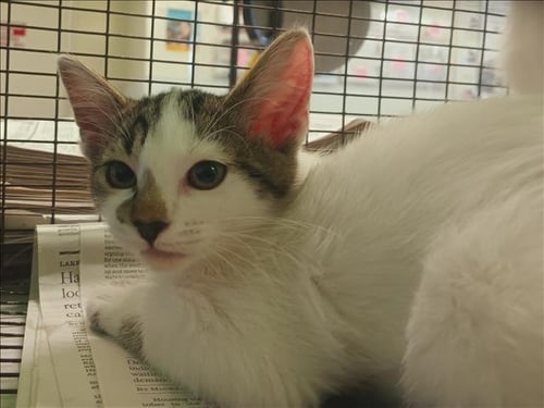 A2285460 - Domestic Short Hair available for adoption