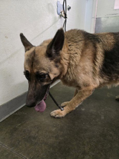 BATMAN - German Shepherd Dog available for adoption