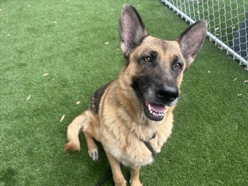 BATMAN - German Shepherd Dog available for adoption
