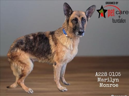 MARILYN MONROE - German Shepherd Dog available for adoption