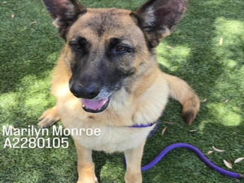 MARILYN MONROE - German Shepherd Dog available for adoption