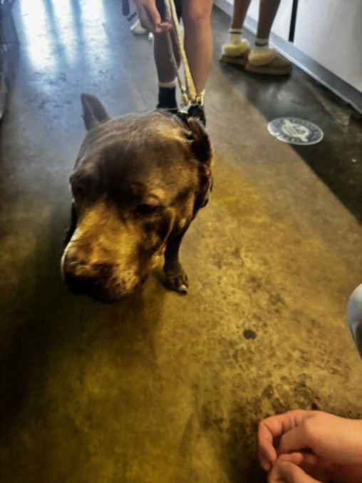 LOLA - Pit Bull Terrier available for adoption