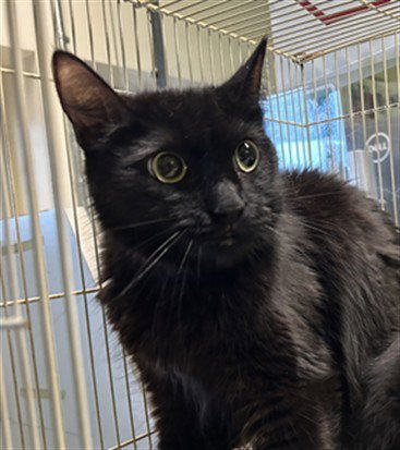 LUNA - Domestic Medium Hair available for adoption