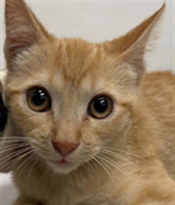 BUSTER - Domestic Short Hair available for adoption