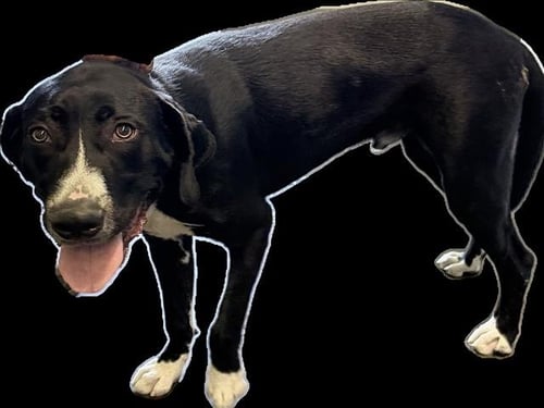 MYLO - Labrador Retriever available for adoption