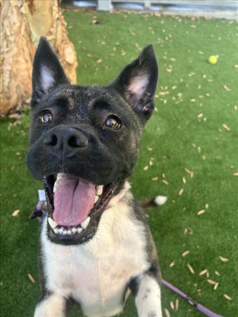 FIONA - Akita available for adoption
