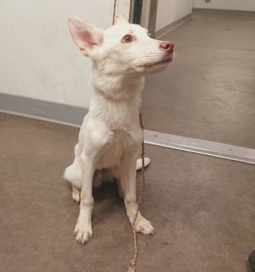 GHOST - Siberian Husky available for adoption