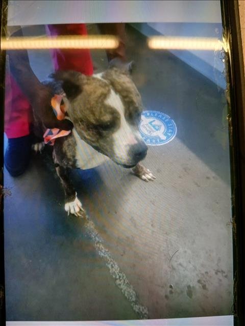 LADY - Pit Bull Terrier available for adoption