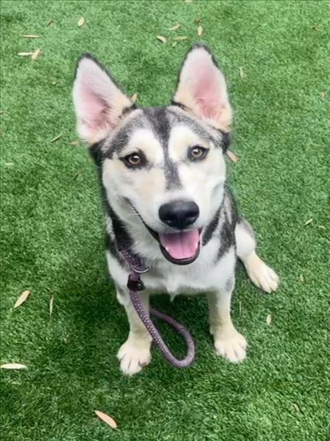 REYA - Husky / German Shepherd Dog available for adoption