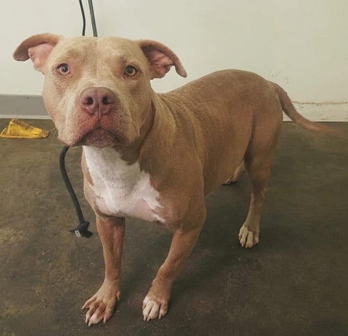 LIL MAMA - Pit Bull Terrier available for adoption