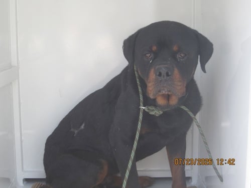 A2285847 - Rottweiler available for adoption