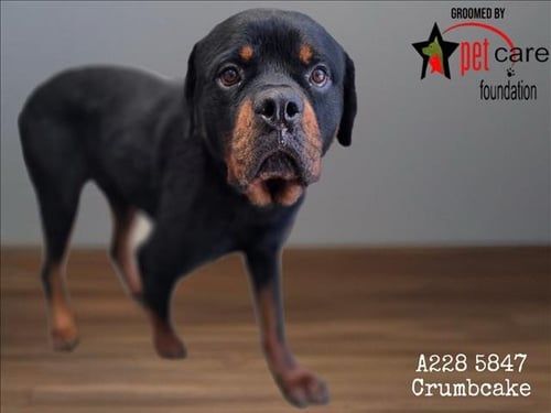 CRUMBCAKE - Rottweiler available for adoption