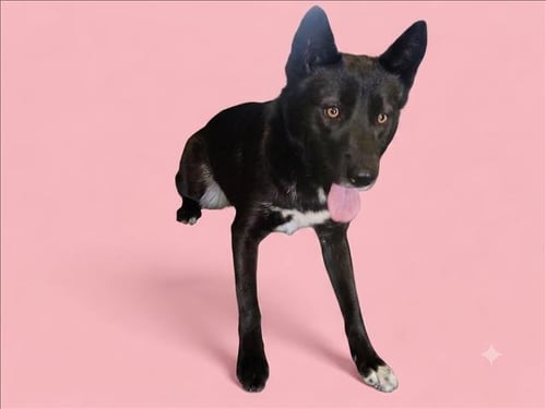 NALA - Husky / Labrador Retriever available for adoption