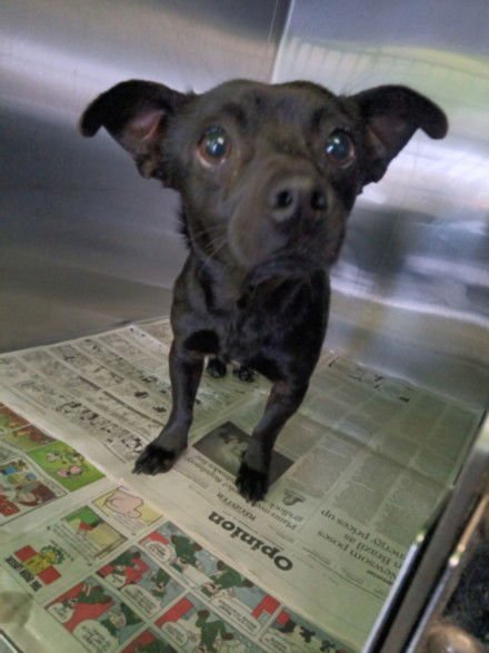 TWINKIE - Chihuahua available for adoption