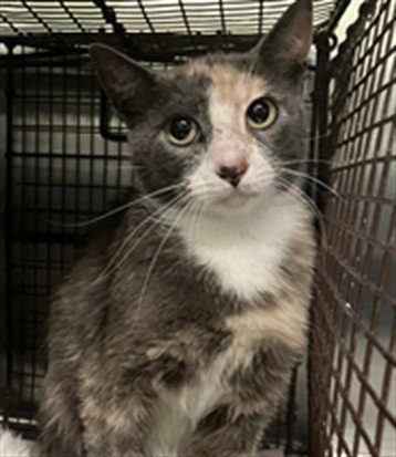 A2287833 - Domestic Short Hair available for adoption