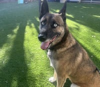 PEPPER - Photo 1