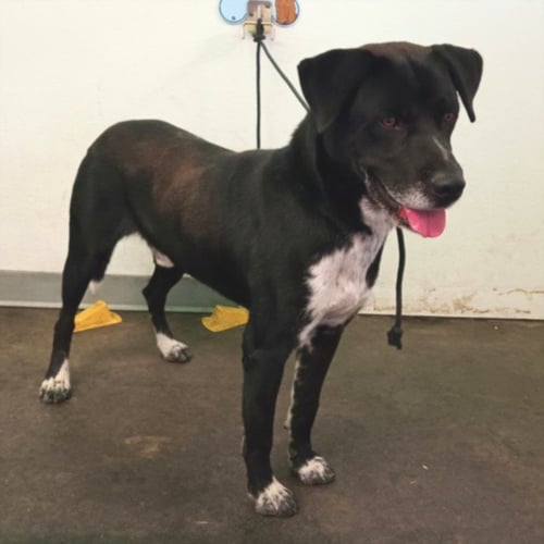 KEVIN - Pit Bull Terrier / Labrador Retriever available for adoption