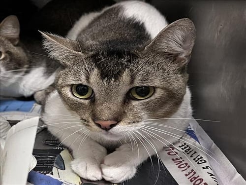 E - Domestic Short Hair available for adoption