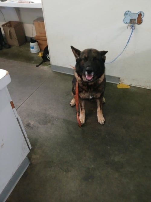 MARLEY - German Shepherd Dog available for adoption